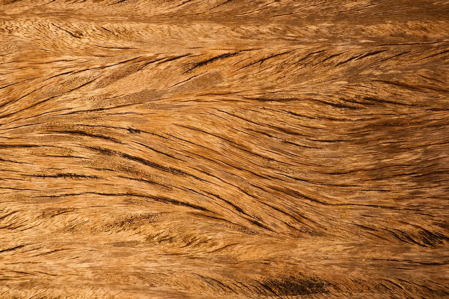 Fornir dębowy barwiony